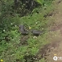 凉山网友拍摄到一条长了“牛角”的蛇，难道“天青牛蟒”来到人间了？