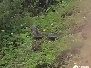 凉山网友拍摄到一条长了“牛角”的蛇，难道“天青牛蟒”来到人间了？