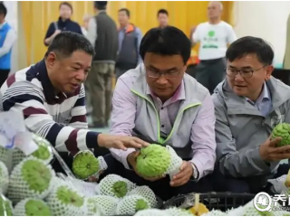 台湾台东几千吨凤梨释迦2021年暂停输往大陆市场后，行情“雪崩式下跌”。