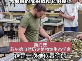 芝加哥近千只鸟集体撞向一栋大楼后死亡！数千只死鸟尸体掉在地上厚得像地毯